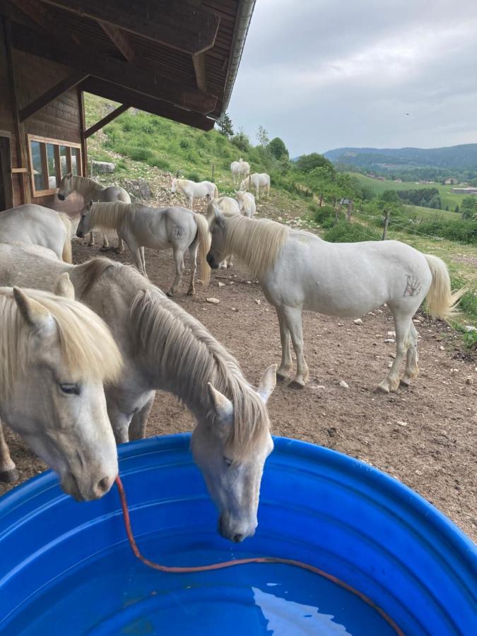 Chez Herve Le Chatelet La Chaux Neuve Екстериор снимка